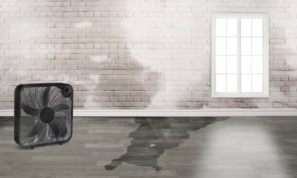 Best Basement water damage restoration  in Palm River Clair Mel, FL